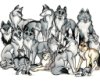 a wolf's pack